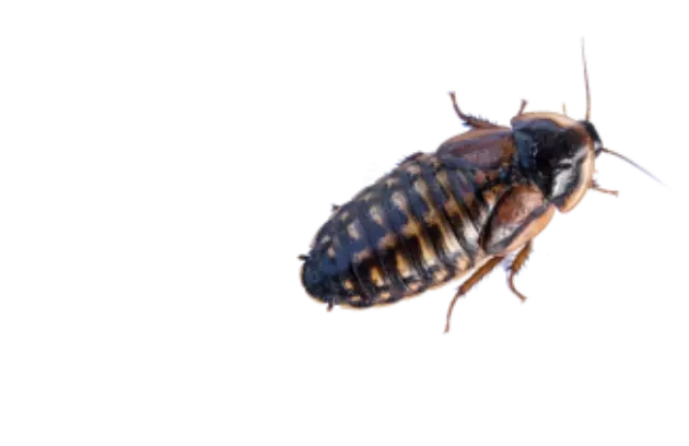 Insecto con cuerpo alargado y oscuro