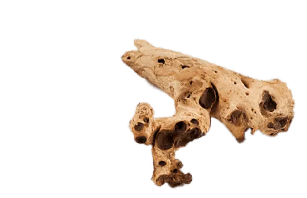 Madera decorativa con agujeros naturales